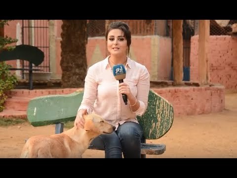 Hope .. بيت الأمل للكلاب الضالة في مصر (فيديو إرم)