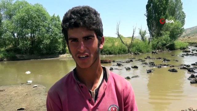 Sıcaktan bunalan mandalar Karasu Nehri’nde serinliyor