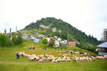 Yaylacıların "rengarenk" göç yolculuğu başladı