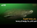 لقطات جديدة نادرة لسمكة قرش تعيش أكثر من 500 عام