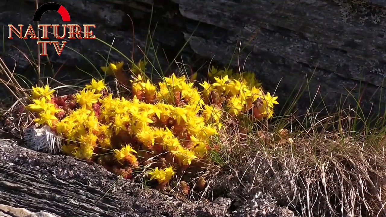 see nature