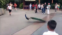 Peacock Opening Its Feathers