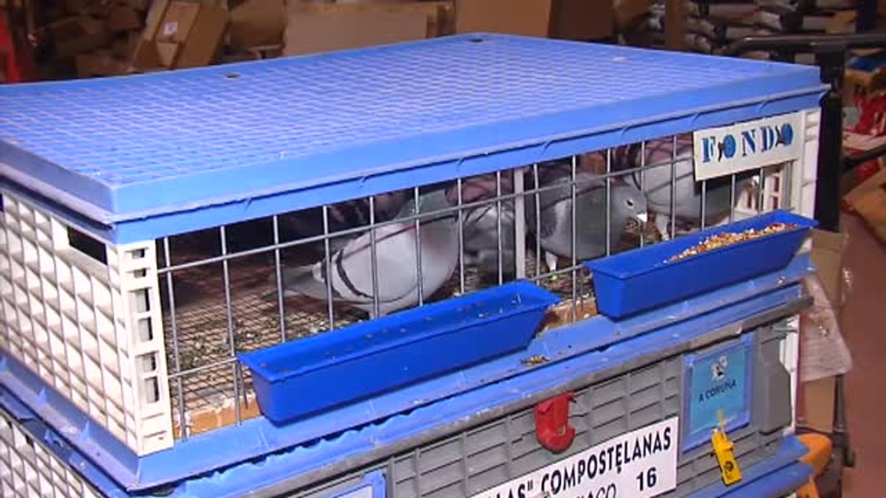 Decenas de palomas mensajeras desorientadas llegan a Galicia por error por los efectos del temporal