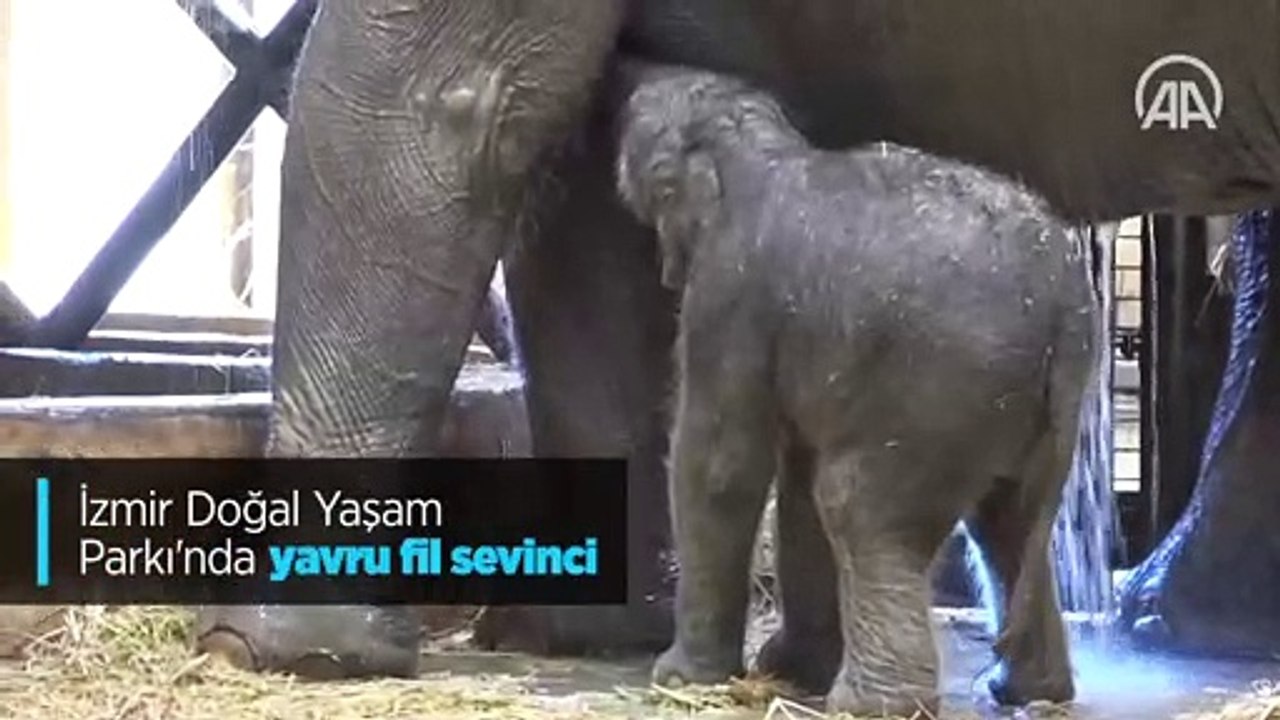 3'üncü yavru da doğdu; tam 110 kilo!