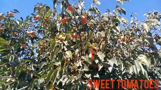 Sweet_Tomatoes_l_Persimmon_l_Business_l_Japani_Phal  l amlook