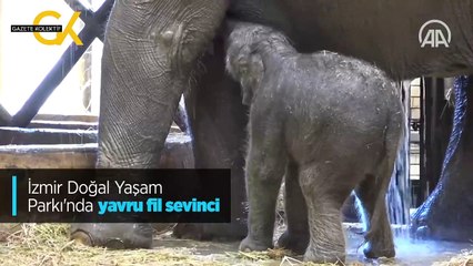 İZMİR DOĞAL YAŞAM PARKI'NDA YAVRU FİL SEVİNCİ