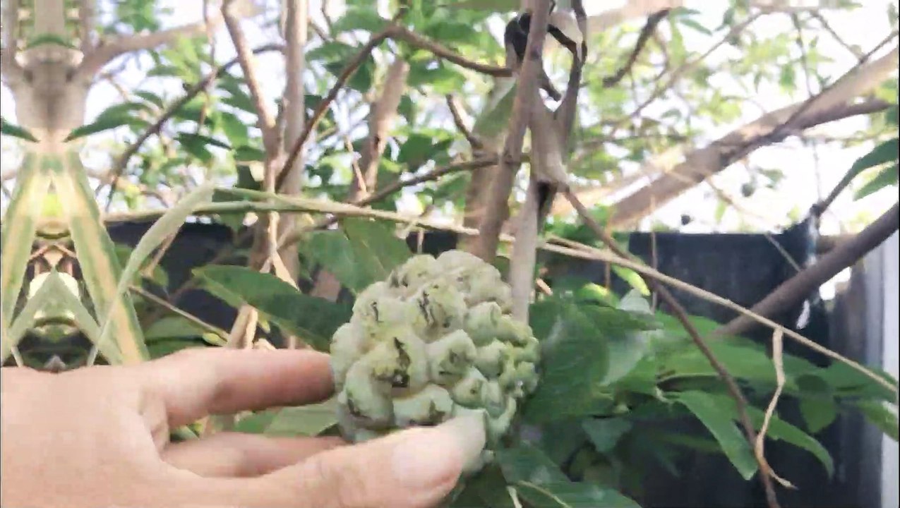 Nuôi bồ câu cho người mới