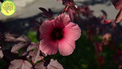 FLOR DE JAMAICA, CULTIVO 7 meses de CRECIMIENTO [][] _PROCESO COMPLETO_✨