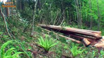 Amazing Skill This Man Cutting Big Tree - Felling Tree Chainsaw Verry Easily