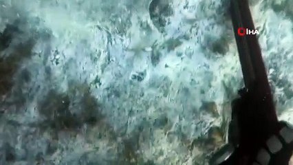 Müsilajın deniz altındaki tahribatı böyle görüntülendi