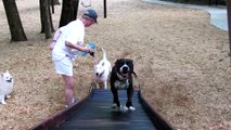 Pit Bull Steals a Kiss on Fathers Day