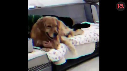 Funny Dog Videos 2020  It's time to LAUGH with Dog's life