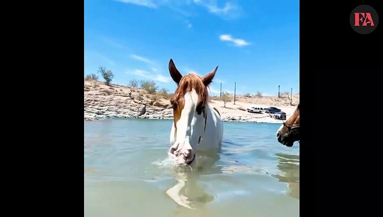 A wonderful funny scene you have not seen before. You can't help but laugh