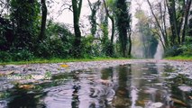Forest Rain and Meditation Music, Relaxing Music, Sleep Music