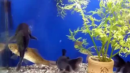 Akvaryumda sıradışı olay!