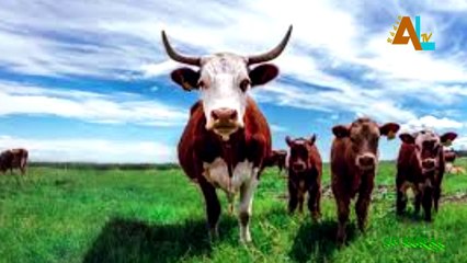 NOTÍCIAS DO NOSSO CAMPO DE 20/06/2021-SP RURAL | ALTV  