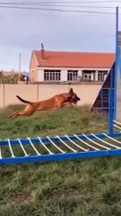 Funny Dog Videos 2021  It's time to LAUGH with Dog's life