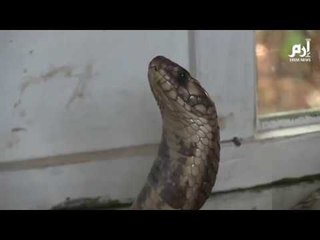 لدغات الأفاعي تحصد الملايين prproj