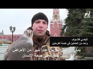 الطيور الجارحة تحمي الكرملين من الغربان المزعجة