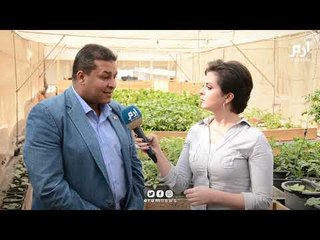 خضروات ونباتات طبية.. كيف يستفيد المصريون من زراعة أسطح المنازل على نطاق واسع؟