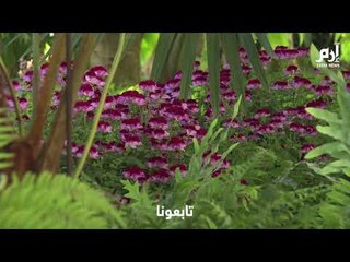 افتتاح البيوت الزجاجية الملكية في لاكن البلجيكية لموسم الربيع