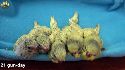 bes-kardes-muhabbet-kusu-33-gunluk-gelisimi