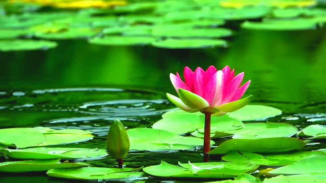 Beautiful Relaxing Music • Peaceful Piano Music & Guitar Music | Relax Your Mind Music | Rain Sound Music For Sleeping | Piano Music For Sleeping | Relaxing For sleep | Relaxation Sleep Music Black Screen | Relaxation Sleep Music For Toddlers | Soothing