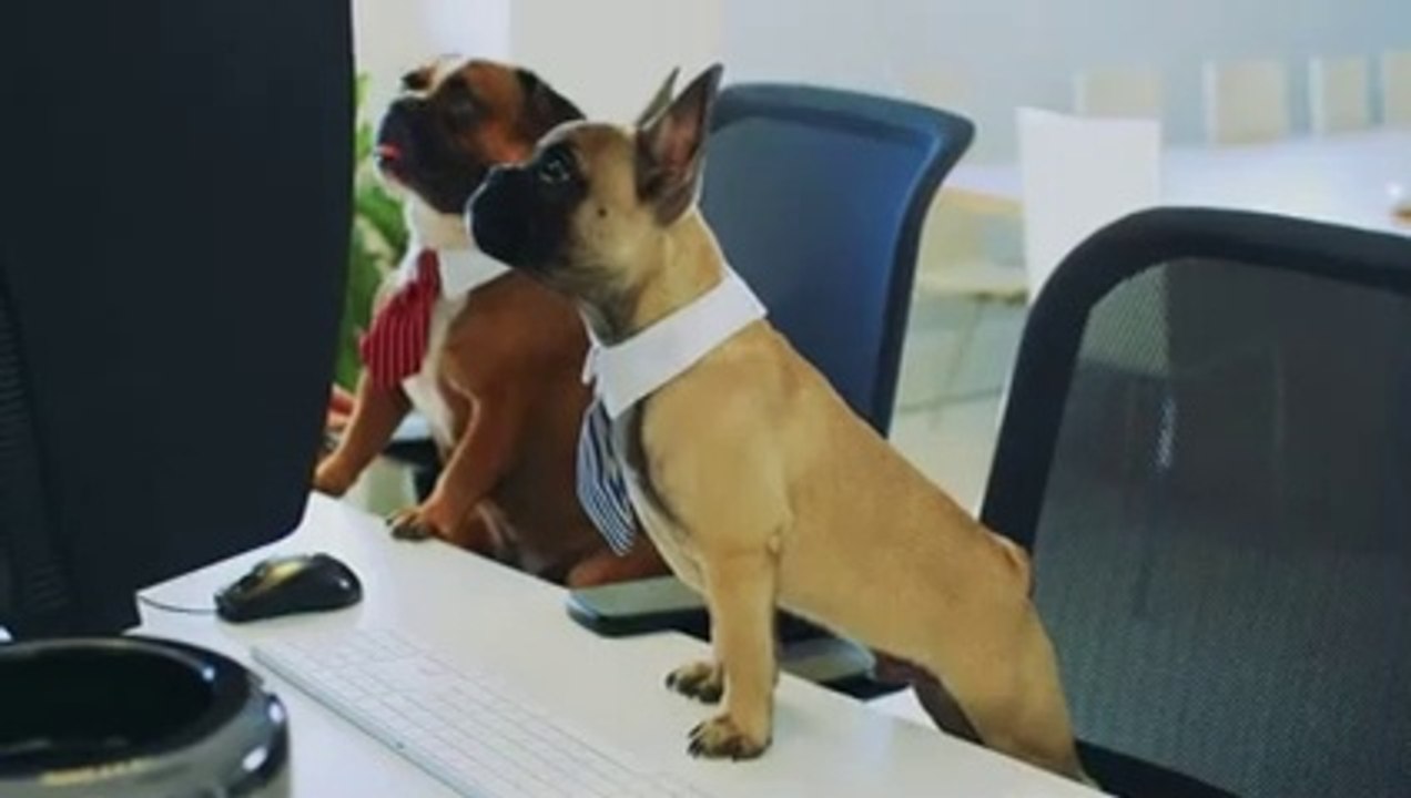 5 Reasons Not To Get A French Bulldog - Dogs 101