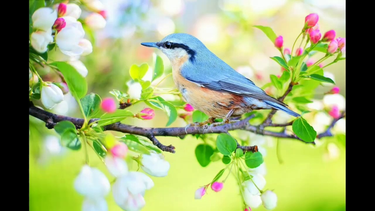 Relaxing Sleep Music | Deep Sleeping Music, Relaxing Music, Stress Relief, Meditation Music (Flying) | Relax Your Mind Music | Rain Sound Music For Sleeping | Piano Music For Sleeping | Relaxing For sleep | Relaxation Sleep Music Black Screen | Relaxation