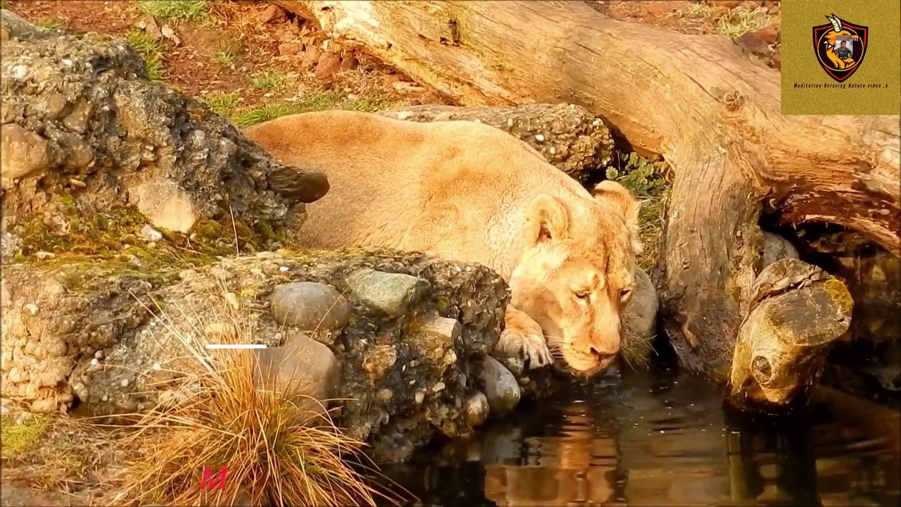 meditation Relaxing part 5 series