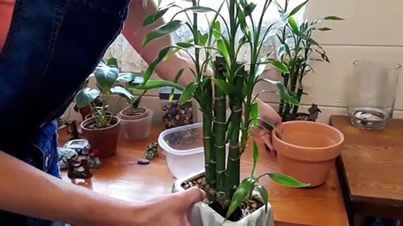 Repotting My Lucky Bamboo Plants Into Soil & Upgrading To A Larger Pot