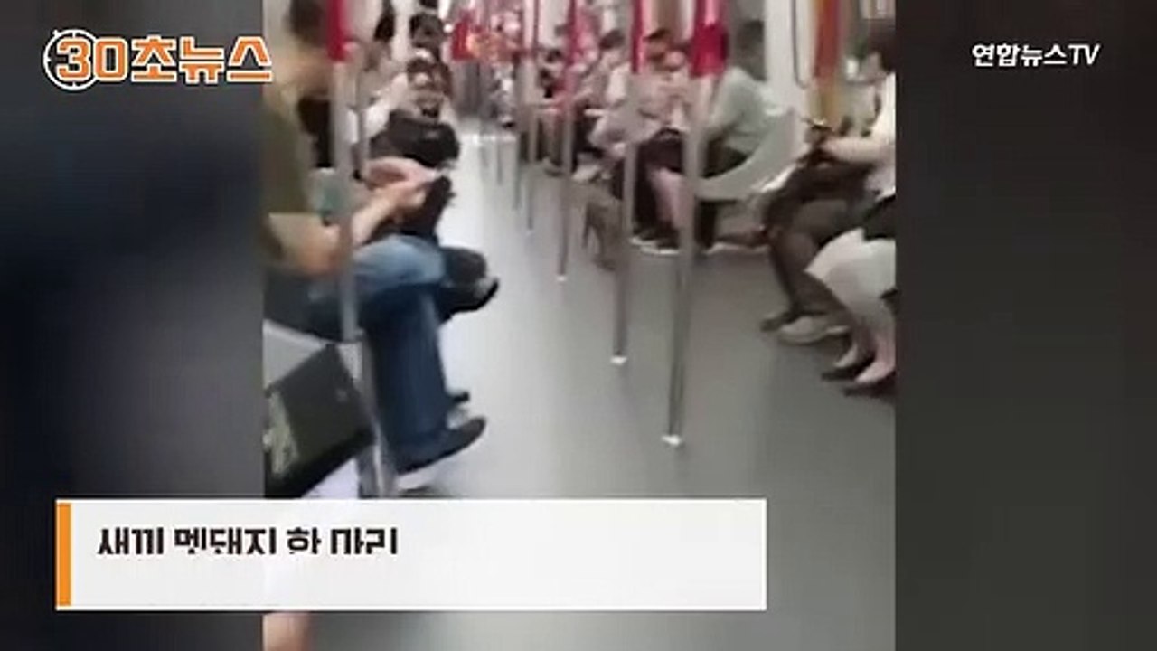 [30초뉴스] 새끼 멧돼지의 '엄마 찾아 삼만리'…홀로 전철타고 바다 건너