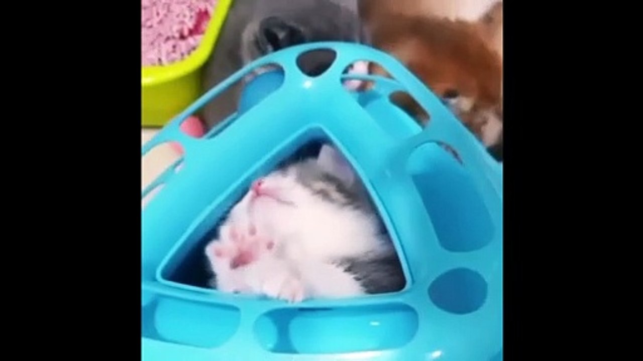 Wonderful scenes that will not stop laughing from the intensity of its magnificence. Watch and enjoy