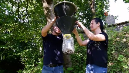 Fındık bahçelerini başı istilacı 'kahverengi kokarca' böceğiyle dertte