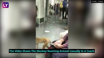 Monkey Takes A Ride On Delhi’s Metro With Commuters, No Harm Caused; Act Caught On Camera