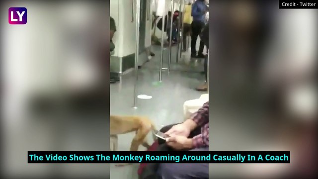 Monkey Takes A Ride On Delhi’s Metro With Commuters, No Harm Caused; Act Caught On Camera