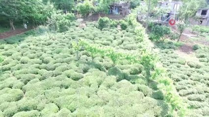 Fındık bahçelerini başı istilacı 'kahverengi kokarca' böceğiyle dertte