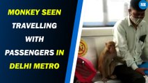 Monkey Seen Travelling With Passengers in Delhi Metro. Watch Viral Video