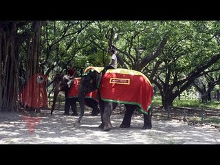 বন্ধ চিড়িয়াখানায় হাতির ফুটবল ম্যাচ | Jagonews24.com