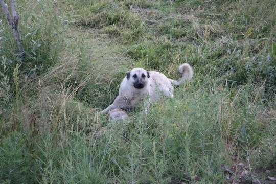 Bingöl'de bir köpek aracın çarptığı yavrusunun başından ayrılmadı