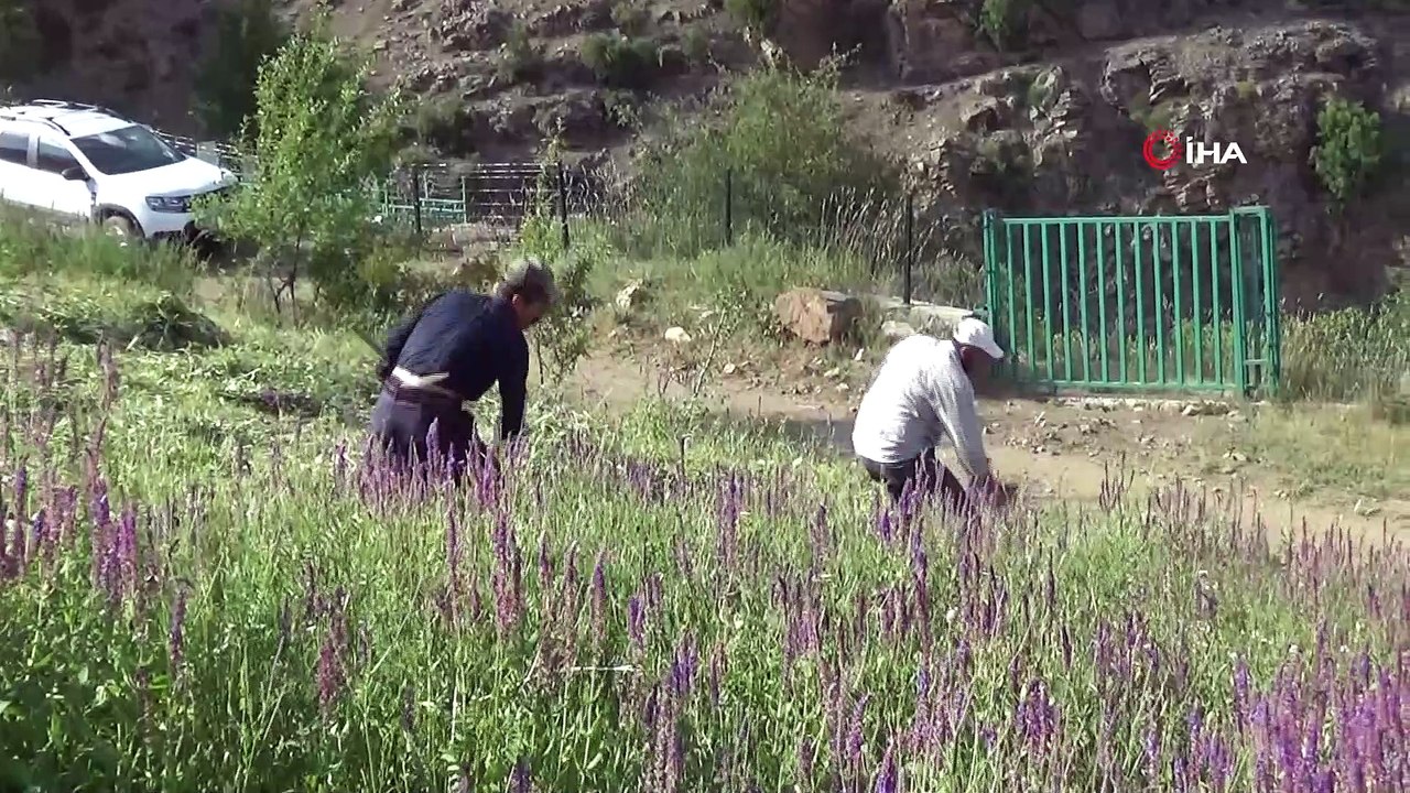 Van’da asırlık ot biçme aracı tırpan teknolojiye meydan okuyor