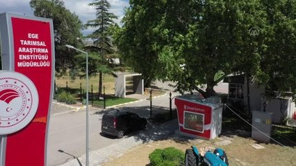 ÜRETİMDEN İHRACATA TARIM - Ege Tarımsal Araştırma Enstitüsü geliştirdiği tohumlarla çiftçiye destek veriyor