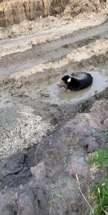 Doggy Dives Into Deep Mud Puddle