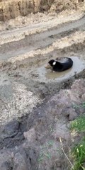 Doggy Dives Into Deep Mud Puddle
