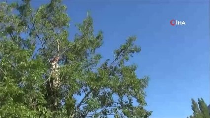 Cumhurbaşkanı Erdoğan'ın tavsiye ettiği lezzetin dalından sofaya yolculuğu başladı