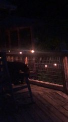 Bear Brings Cubs To Investigate Cabin