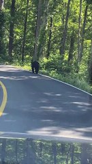 Bear Cub Clambers up Tree to Escape Traffic