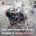 Chilling Videos Show Australian Town Covered In Cobwebs!