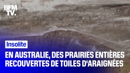En Australie, des prairies entières recouvertes de toiles d'araignées