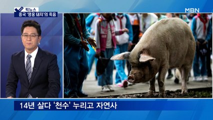 [픽뉴스] '영웅 돼지'의 죽음, 찬장 뒤진 코끼리…340g 미숙아의 기적, "나는 항공모함이다."